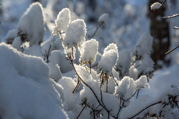 Sunny and snowy winter day in forest and marsh