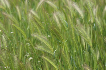 Fototapeta na wymiar Bright green grass grows in spring