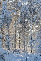 Sunny and snowy winter day in forest and marsh