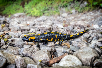 Fire salamander - Salamandra salamandra, animal portrait