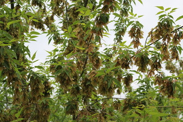 Seeds ripen on an American maple tree by the lake in summer