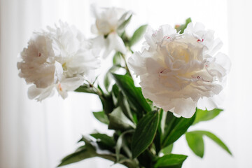 Obraz na płótnie Canvas bouquet of white peonies in vase with a white curtain background