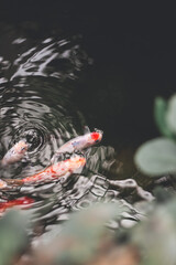 Naklejka premium koi fish in a pond