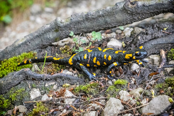 Fire salamander - Salamandra salamandra, animal portrait