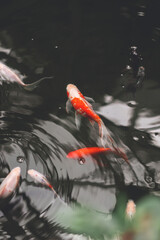 koi fish swimming in the pond