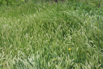 
Bright green grass grows in spring