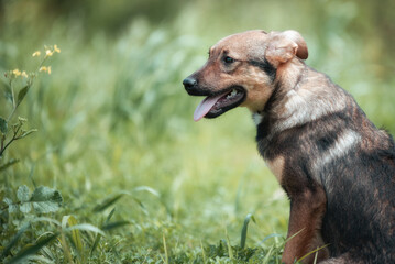 Abandoned puppy during the obedience training walk through a grass and bushes