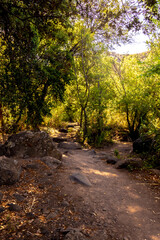 Fototapeta premium wild landscape with creek, stones and trees with beautiful colors and sunlight and shadows in the canaries.
