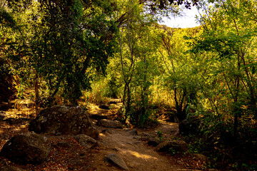 wild landscape with creek, stones and trees with beautiful colors and sunlight and shadows in the canaries.