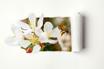 Tearing a paper frame to reveal a flowering branch of an apple tree. A bee flying to the white flower of an apple tree.