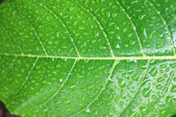 green leaf with water drops texture, herb, herbal