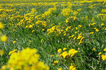 Obraz premium spring flowers in the meadow. yellow dandelions