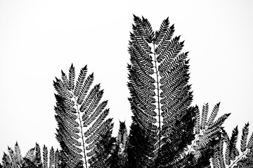 Árbol de la Jacarandá, detalle de las hojas con formas.