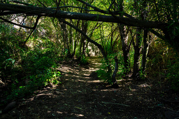 Naklejka premium wild landscape with creek, stones and trees with beautiful colors and sunlight and shadows in the canaries.