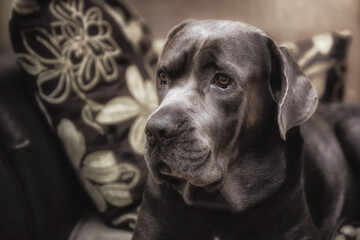 Cute Cane Corso dog, known as little Italian mastiff,  posing for a photo. Portrait of a pet taken in home studio