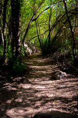 wild landscape with creek, stones and trees with beautiful colors and sunlight and shadows in the canaries.