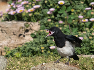 Juvenile Magpie iii (pica pica) calling for food with red gape showing and developing wings and feathers.Garden bird.Image