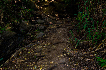 wild landscape with creek, stones and trees with beautiful colors and sunlight and shadows in the canaries.