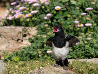 Juvenile Magpie  (pica pica) calling for food with red gape showing and developing wings and feathers.Garden bird.Image