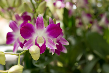 Orchid flowers are purple in combination with white. They bloom beautifully