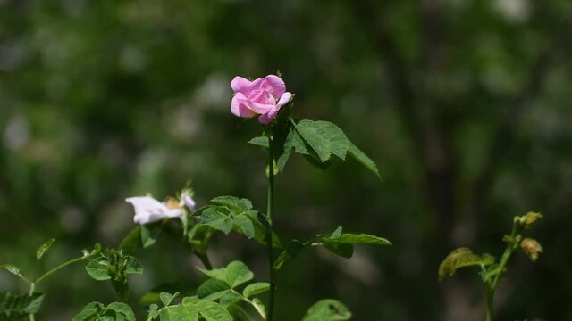 Solitary Rosehip family Rosaceae background out of focus spontaneous Italian flower wood Euganean Hills Padua