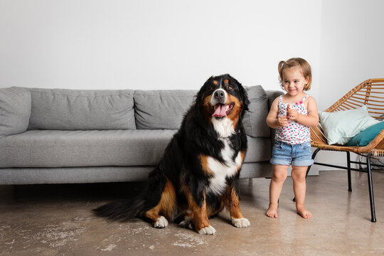 Smiling toddler standing next to Bernese Mountain dog in living room