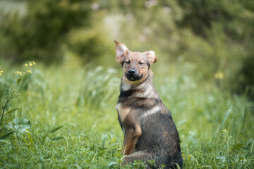 Abandoned puppy during the obedience training walk through a grass and bushes