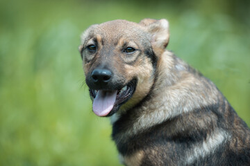 Abandoned puppy during the obedience training walk through a grass and bushes