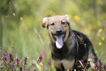 Abandoned puppy during the obedience training walk through a grass and bushes