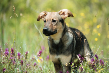 Abandoned puppy during the obedience training walk through a grass and bushes