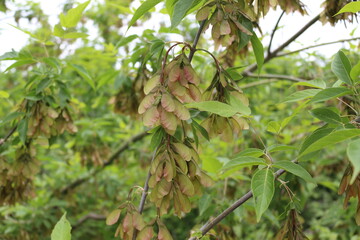 Obraz premium Seeds ripen on an American maple tree by the lake in summer