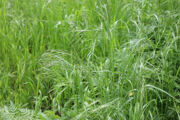 
Bright green grass grows in spring