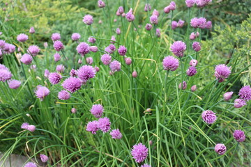 Bright violet flowers blossoms in the summer garden