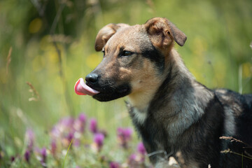 Abandoned puppy during the obedience training walk through a grass and bushes