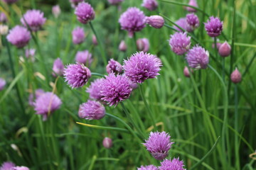 Bright violet flowers blossoms in the summer garden