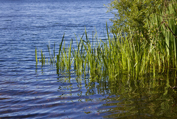 View of reeds on blue lake on a sunny day with copy space