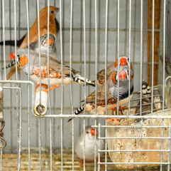 Small birds in a cage. No people.