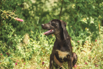 Abandoned puppy during the obedience training walk through a grass and bushes