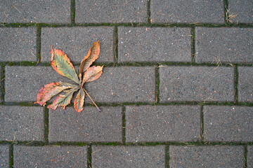 The texture of background with fallen oak leaf on gray paving slabs.