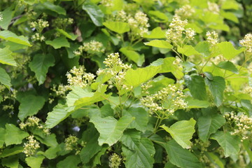 
Flower buds bloom on a bush in spring