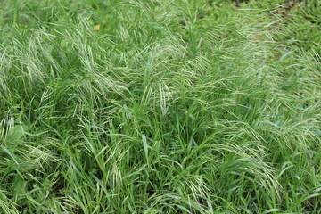 
Bright green grass grows in spring