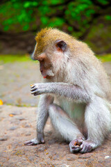 Monkeys in Ubud Monkey Forest, Bali, Indonesia