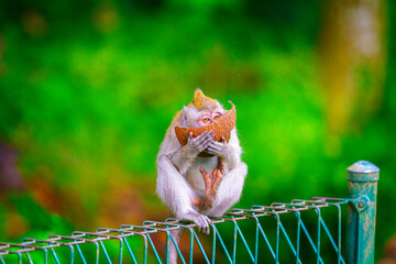 Monkeys in Ubud Monkey Forest, Bali, Indonesia
