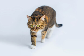 Cute pet cat goes on a white background and looks