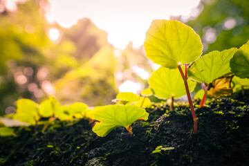 autumn leaves in the forest