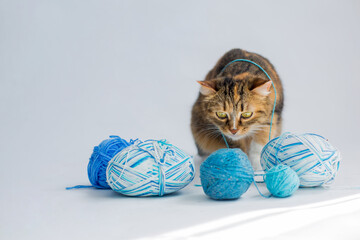Beautiful tabby cat plays with blue threads and looks at them on a white background