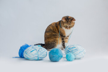 Beautiful tabby cat plays with blue threads and looks at them on a white background
