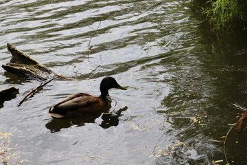 Wild drake swims in the water and eats algae on a summer day