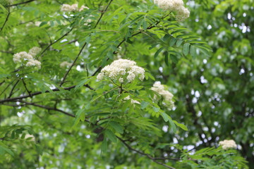 
White small flowers blossomed on a mountain ash tree with a basket of inflorescences in the summer in the garden