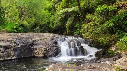 A waterfall cascades over a rock ledge in lush New Zealand forest. Kaiate Falls in the Bay of Plenty, NZ